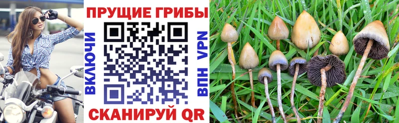 Псилоцибиновые грибы мицелий Наволоки